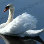 Hvordan justerer jeg lysstyrken på mit barberspejl?